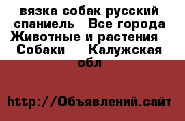 вязка собак русский спаниель - Все города Животные и растения » Собаки   . Калужская обл.